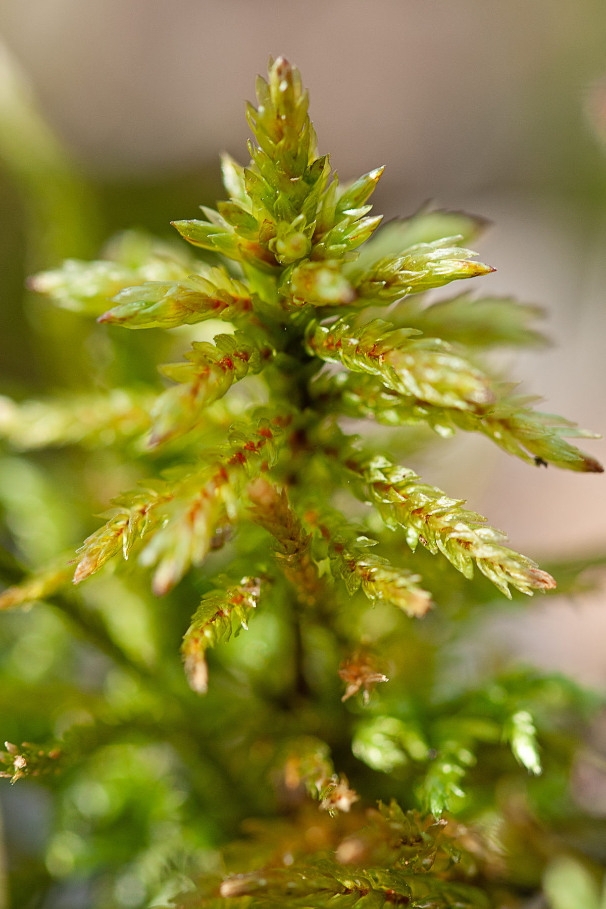 Detailaufnahme eines Bäumchenmooses (Climacium dendroides) mit fein gefiederten Ästchen