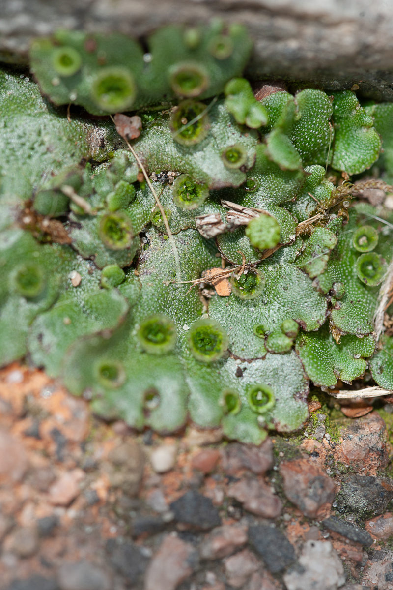 Detailaufnahme des Lebermooses Marchantia polymorpha mit runden Brutkörperbehältern