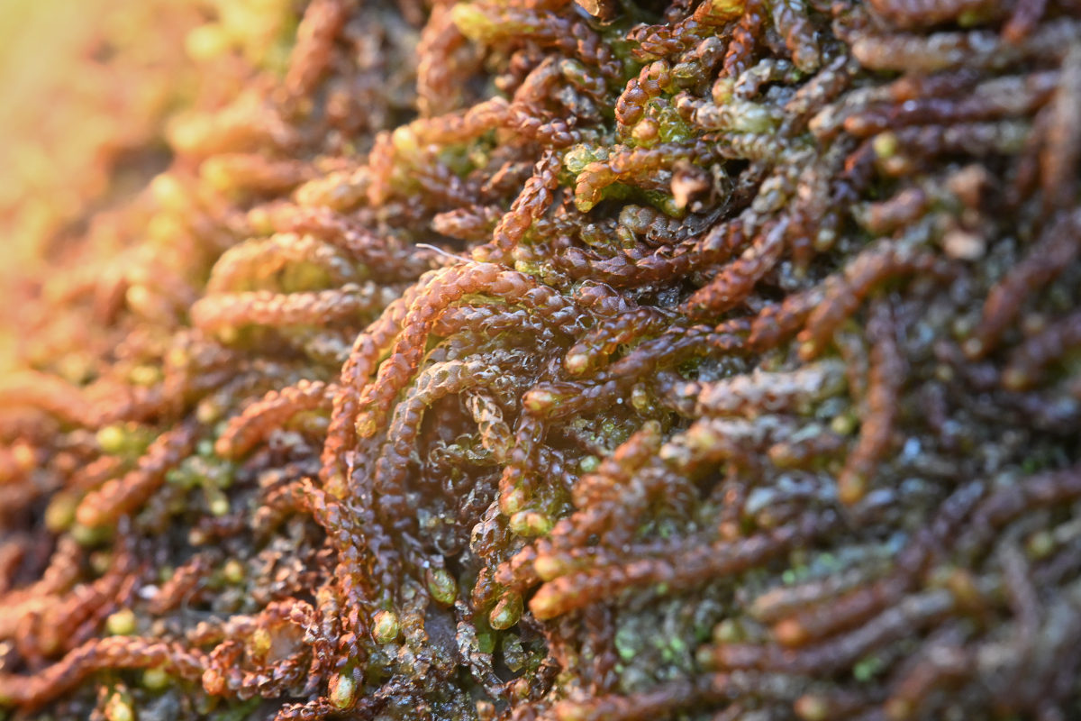 Rot-orange leuchtende Sprosse des Lebermooses Nowellia curvifolia auf Totholz