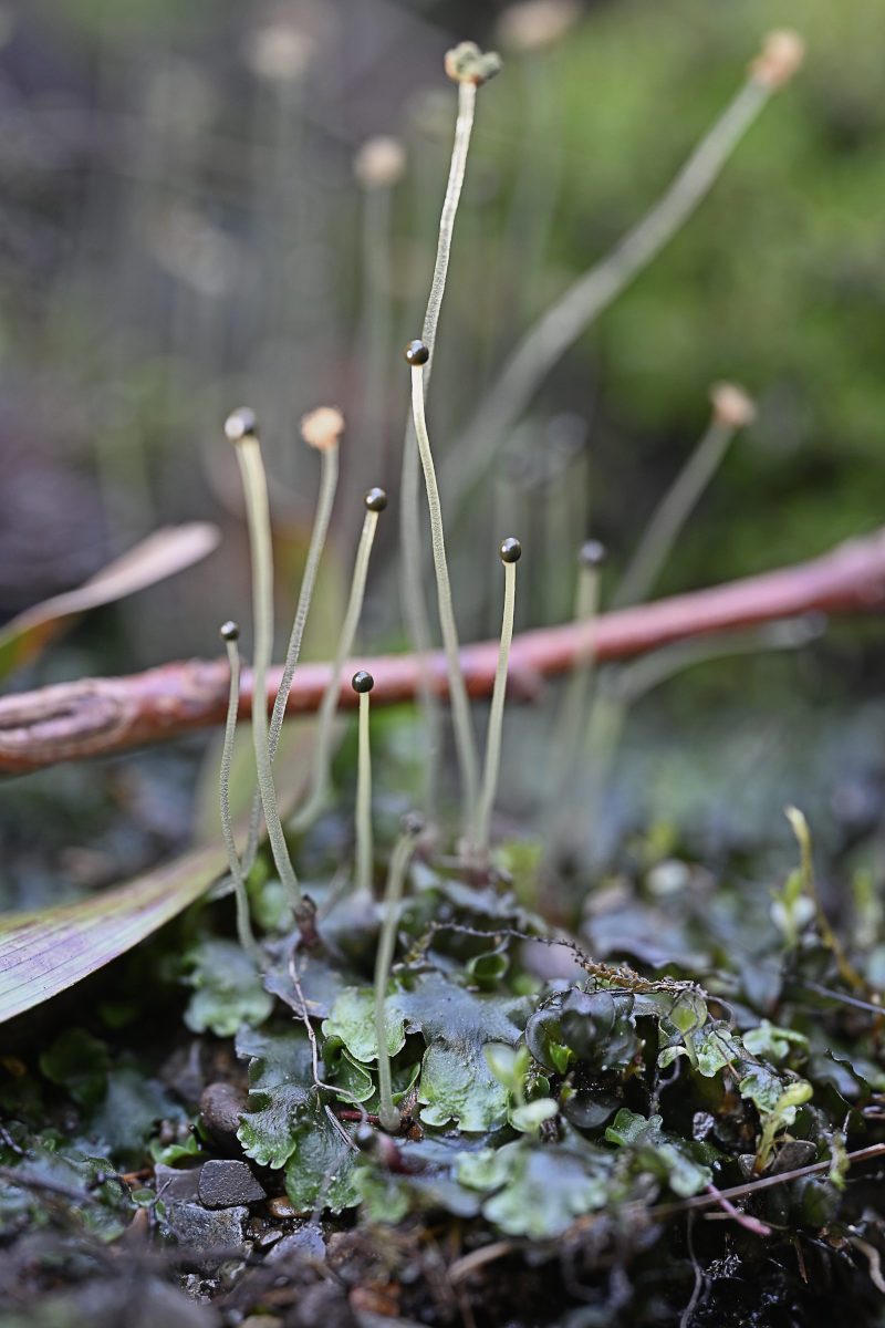 Sporenkapseln von Pellia epiphylla auf langen, hellen Stielen über dunkelgrünem Thallus
